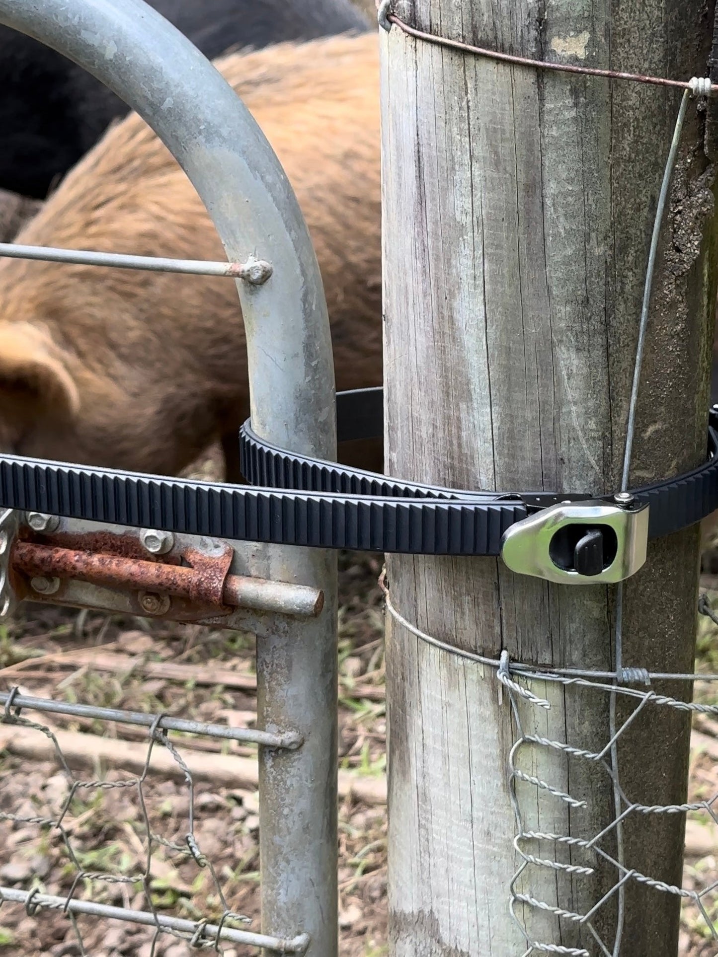 🔥Limited-Time 60% OFF - Ultimate Heavy-Duty Restraint Strap - Secures Everything, Anywhere!